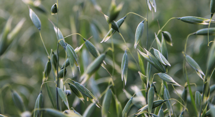 Mngmnt Cover Crop